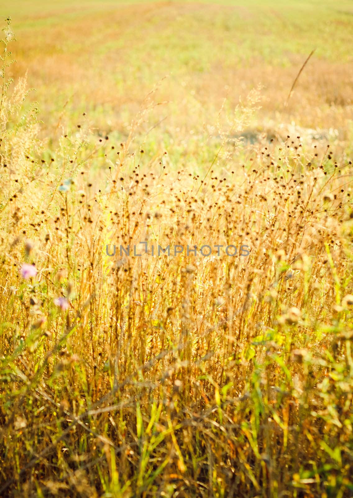 Field of grass on summer day.