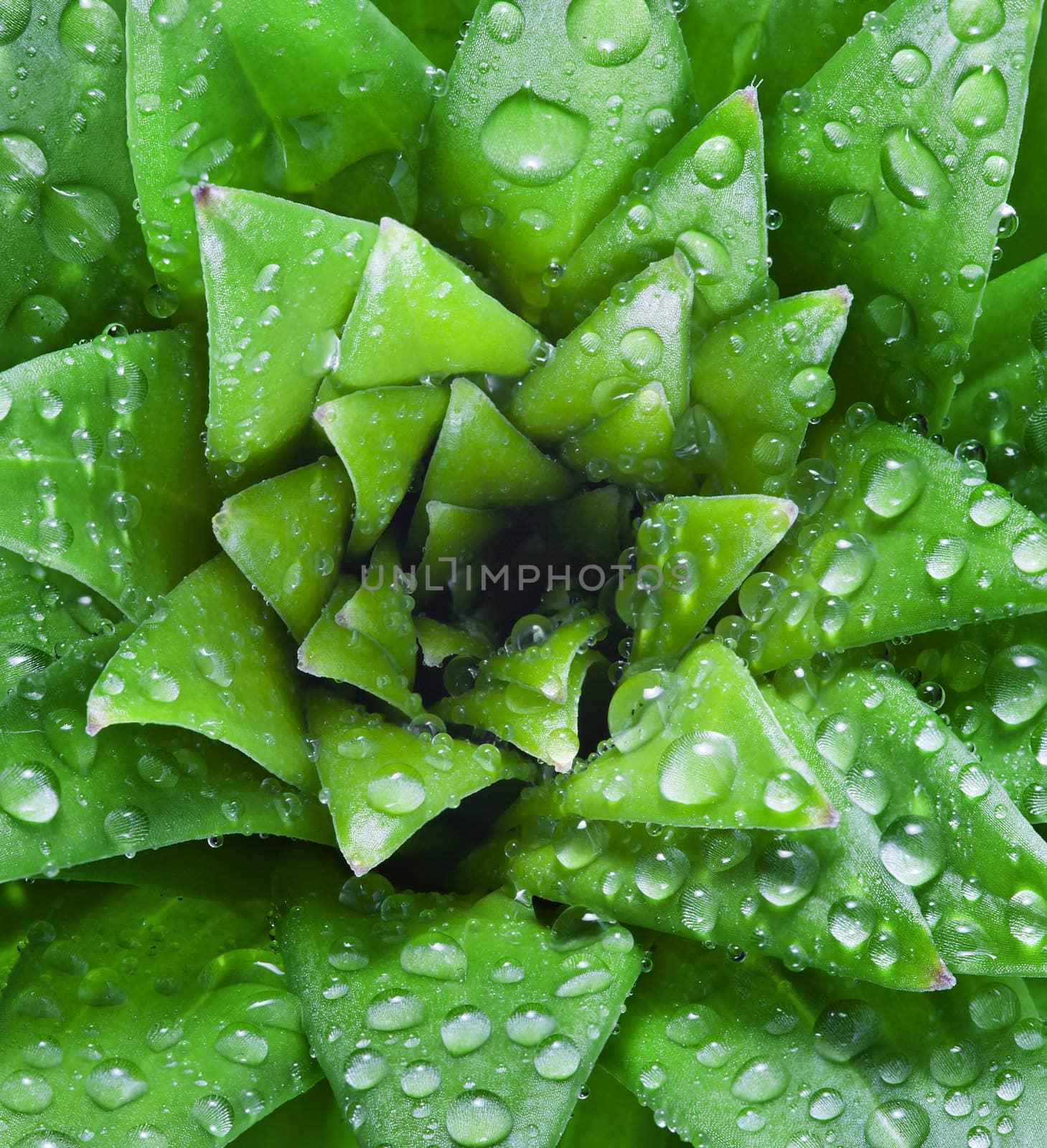 A beautiful macro shot of a drew covered tropical plant.