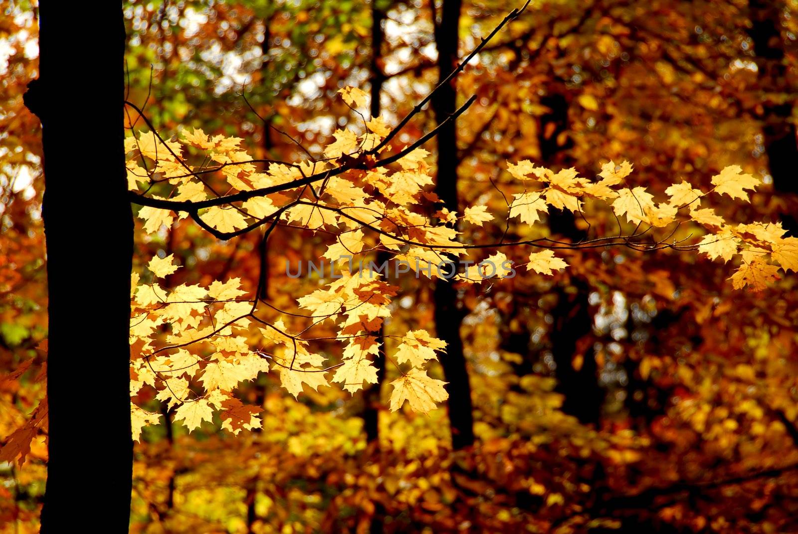 Maple branch with sunlit yellow leaves in autumn forest