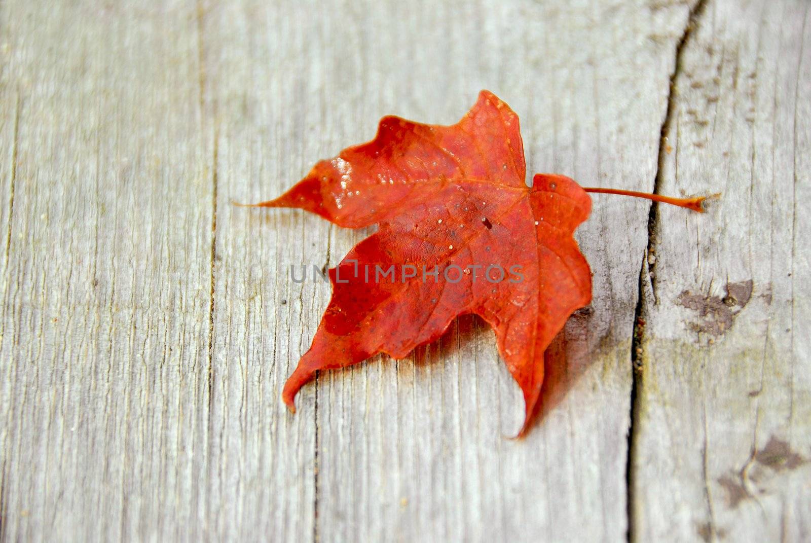 Closeup on red maple leaf on wood background