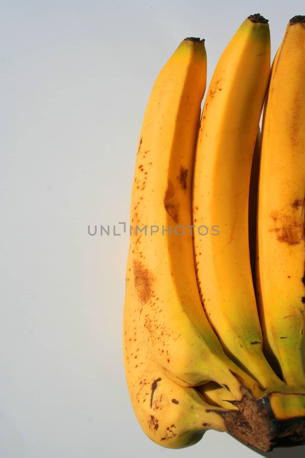 Close up of the yellow bananas.
