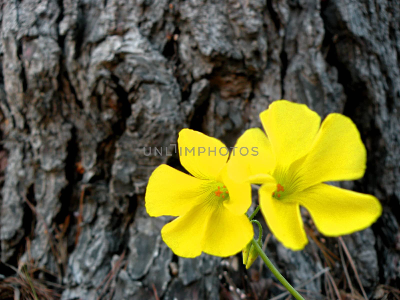 yellow flowers against the bark of a pine tree