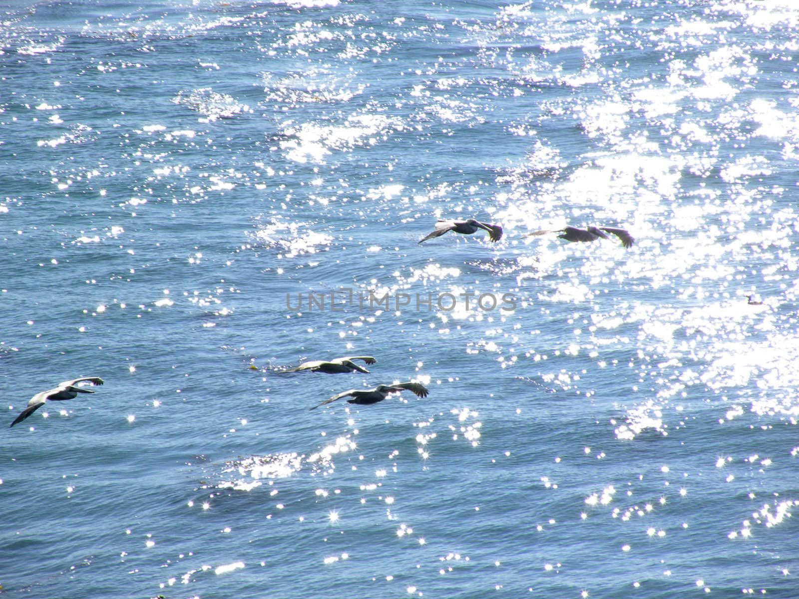 Pelicans flying in formation over the waters of the Pacific Ocean