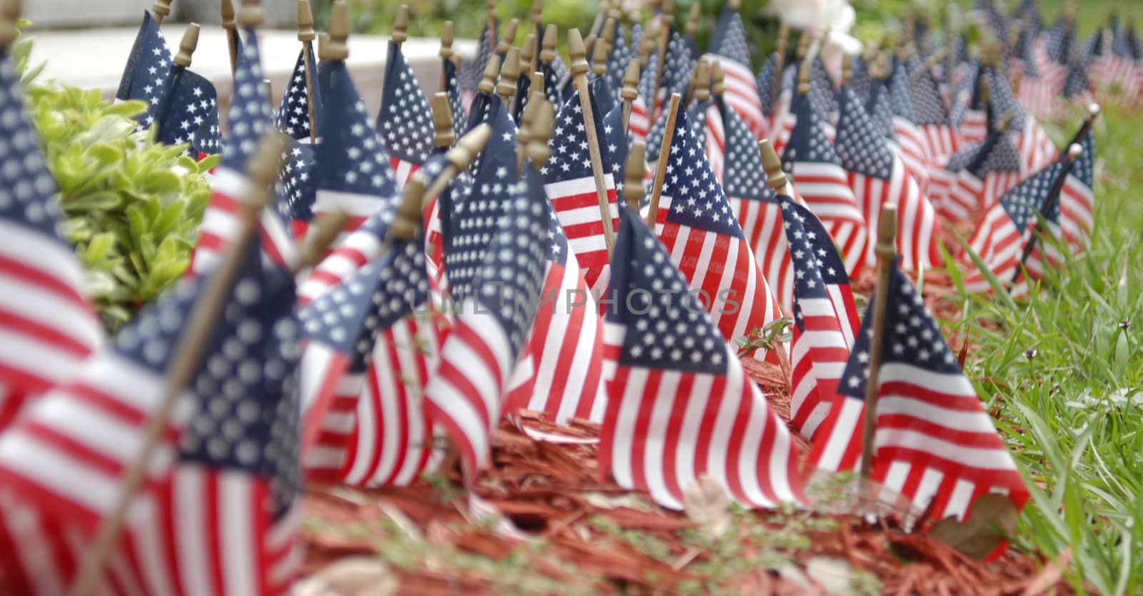                                 American flags in the ground during the fourth of July