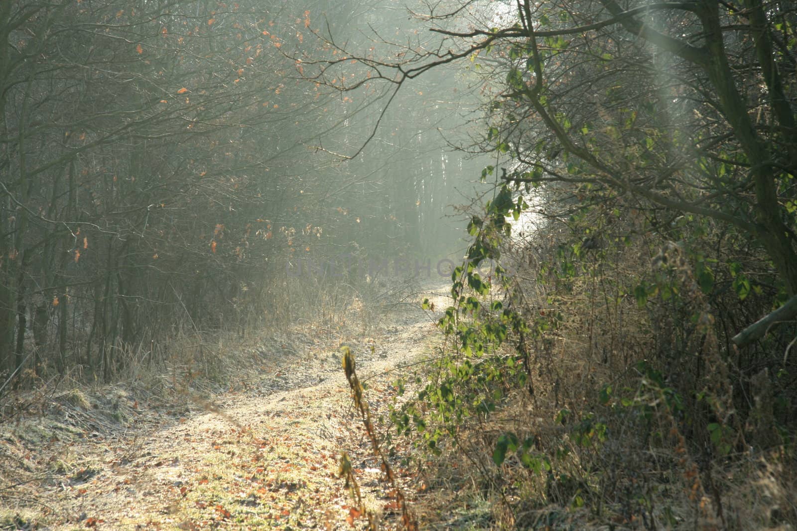 forest, autumn, bushes, trees, road, village, sun, light