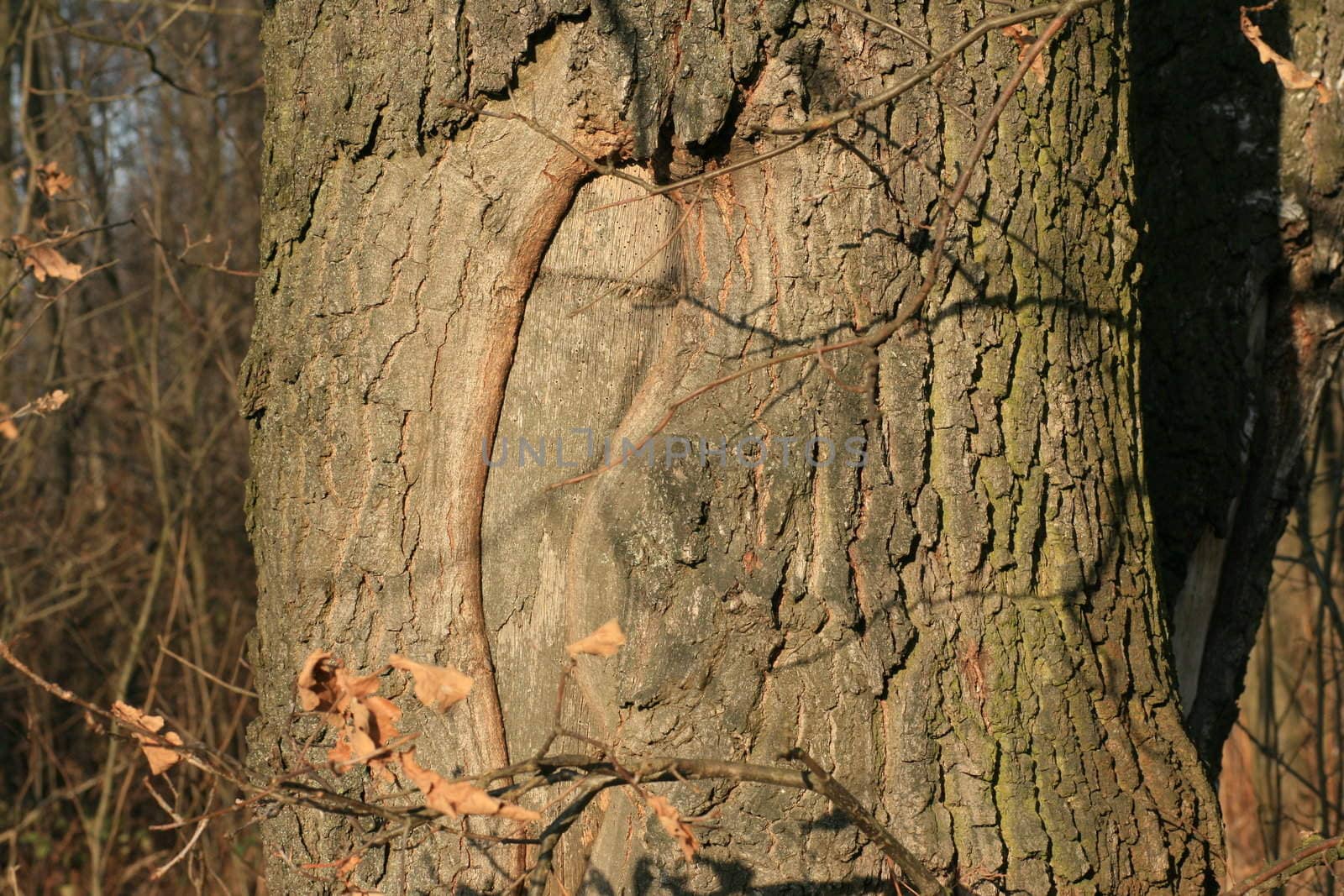 nature, plant, tree, trunk, oak, bark, cut, scar, mark,