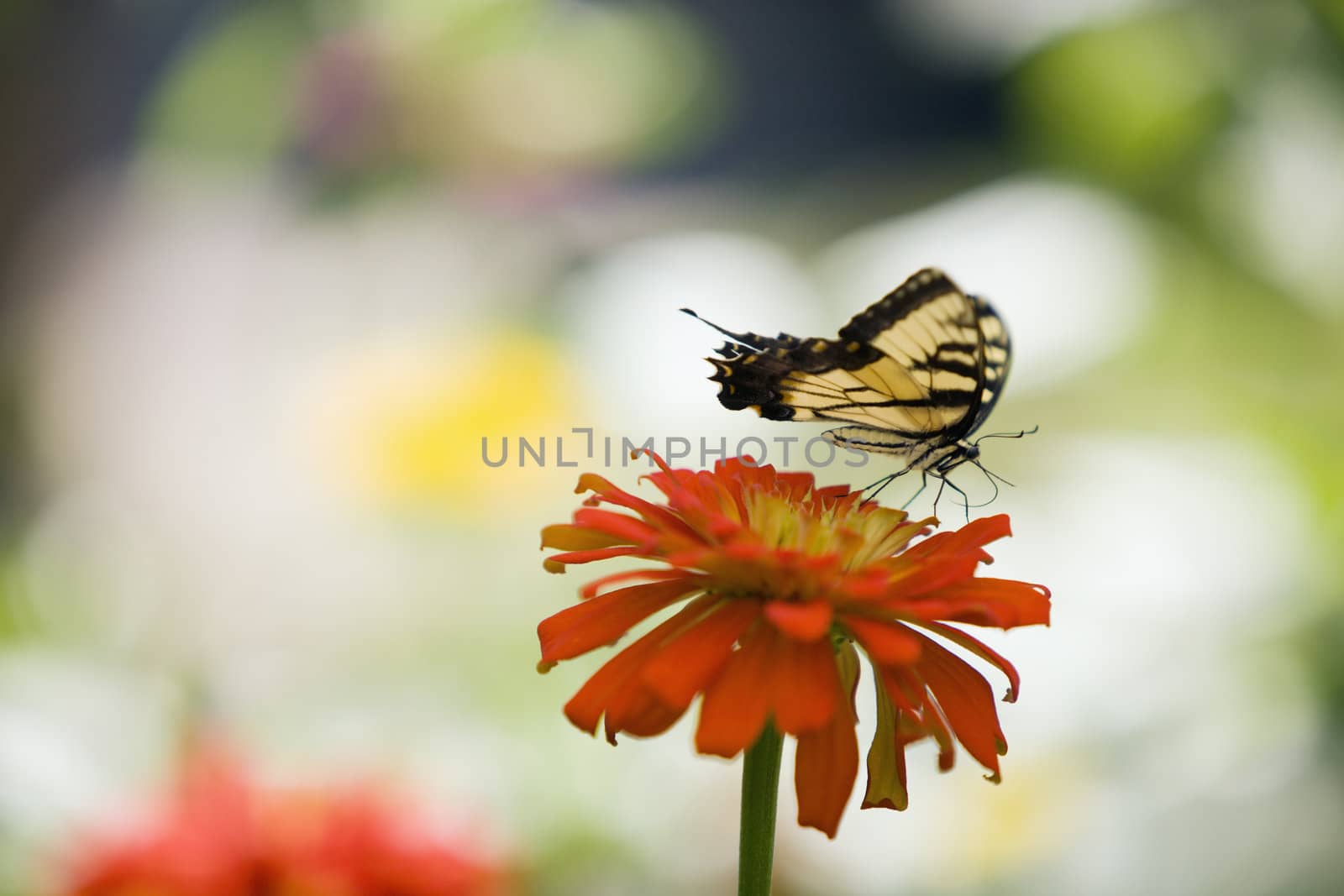 Butterfly on a Zinnia Flower by edbockstock