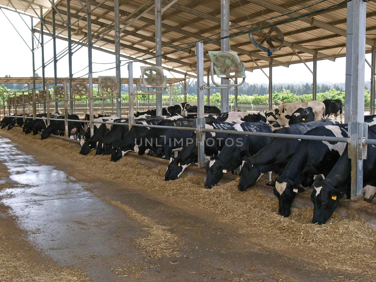 Modern cowshed with cows eating hay       