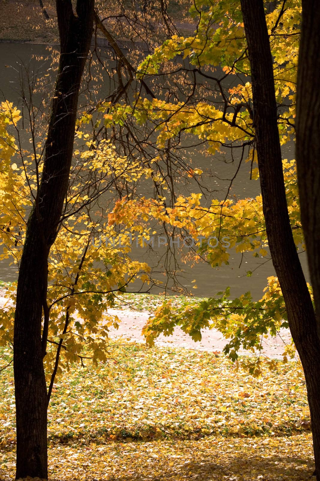 Two tress in golden fall forest
