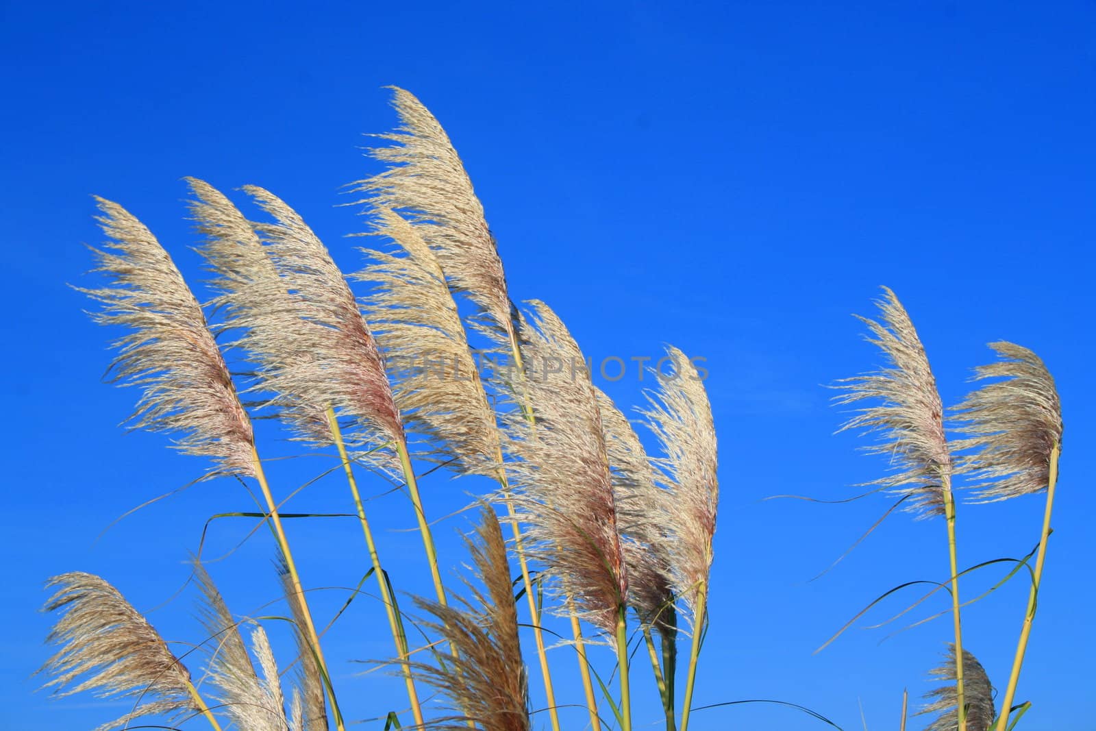 Close up of the feather plants over blue sky.
