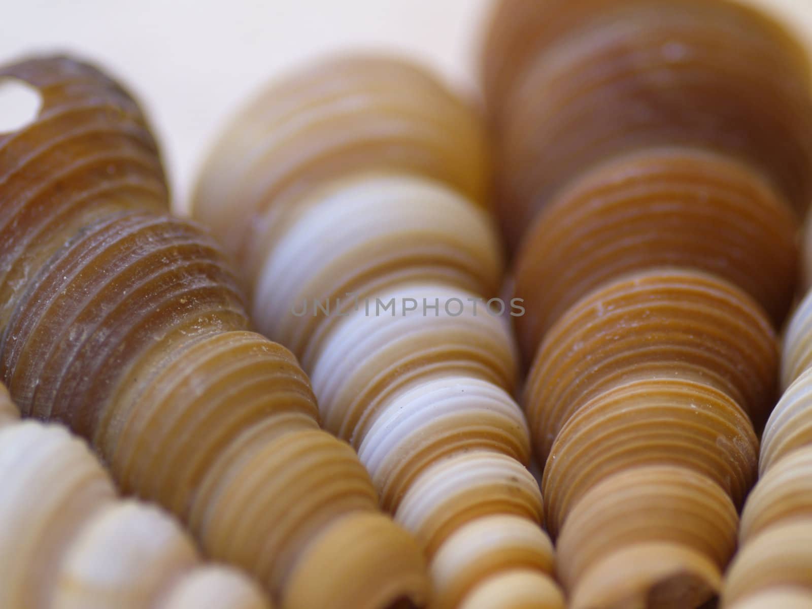 macro shot of snail shells in the sand