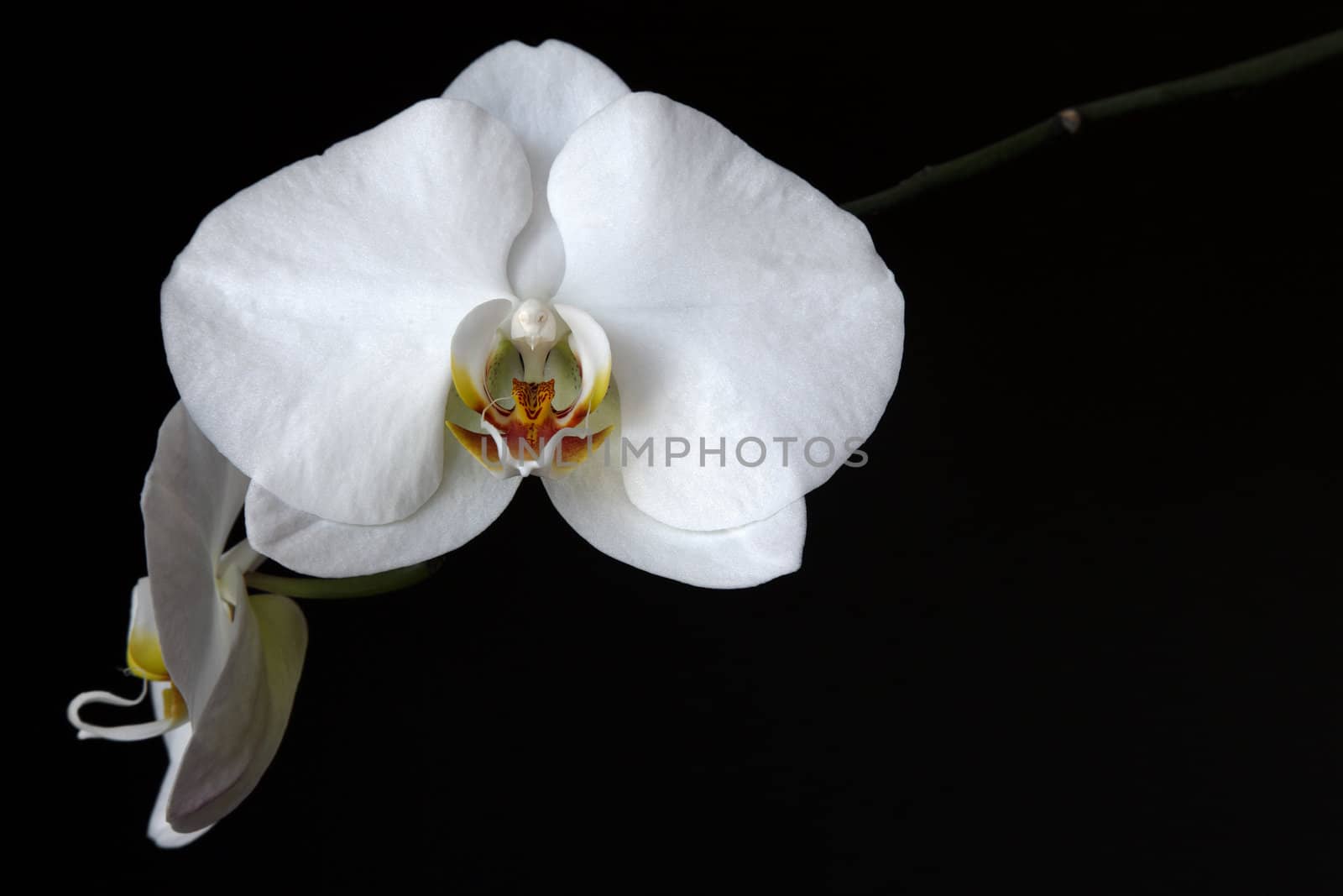 A studio shot of a white orchid (Doritaenopsis) on a solid black background with lots of copyspace.