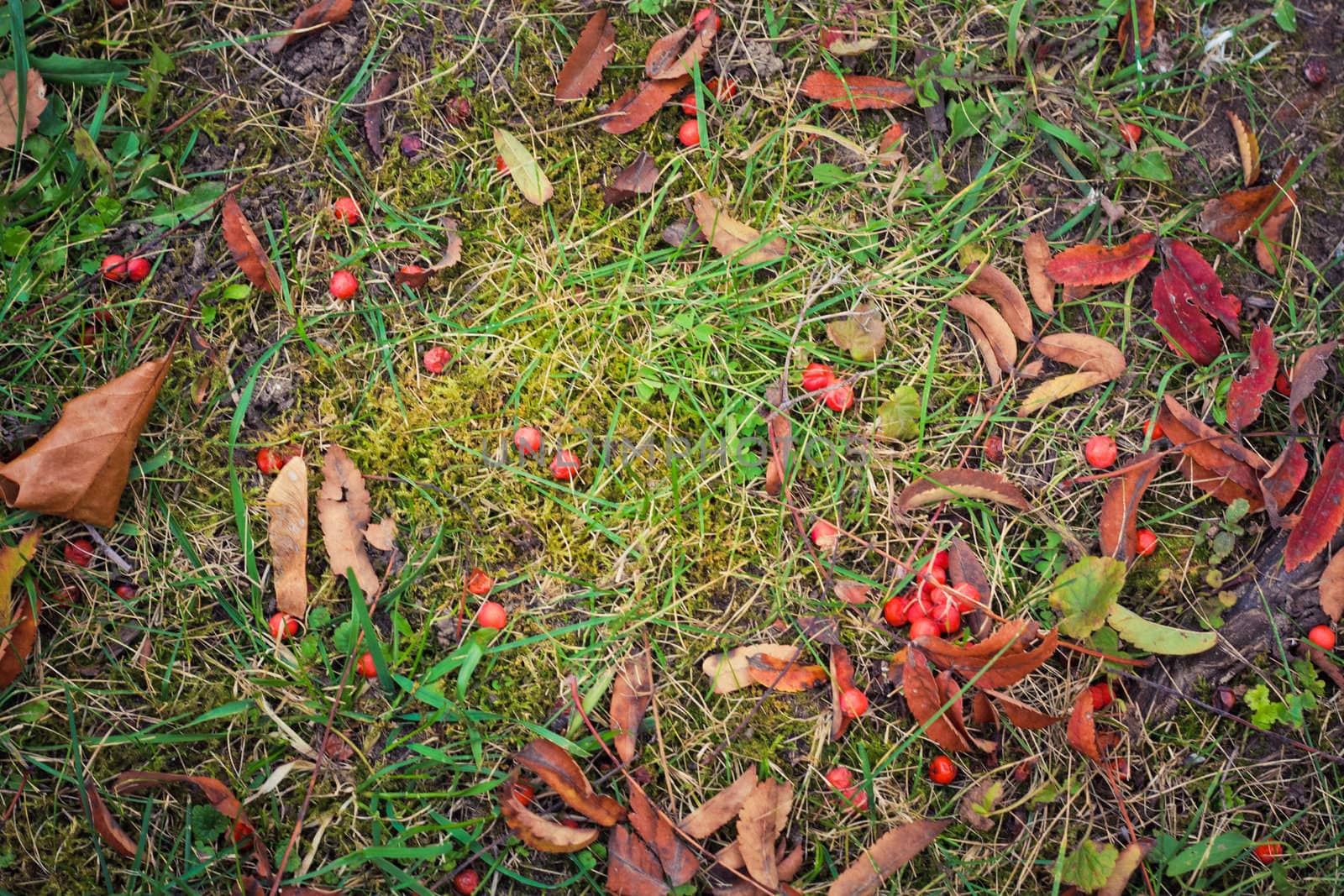 Rowan berries on a autumn background