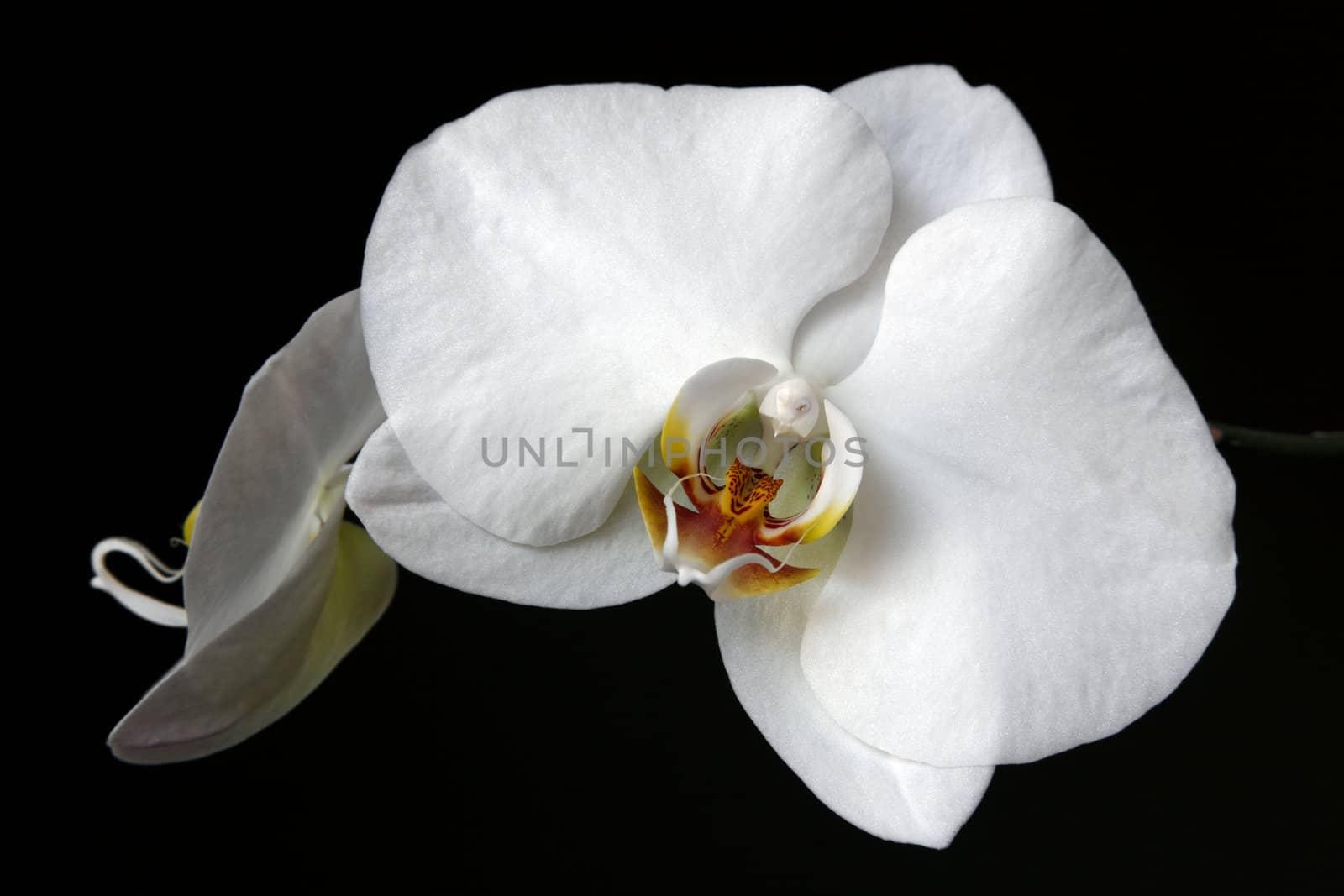 A close up studio shot of a white orchid (Doritaenopsis) on a solid black background.
