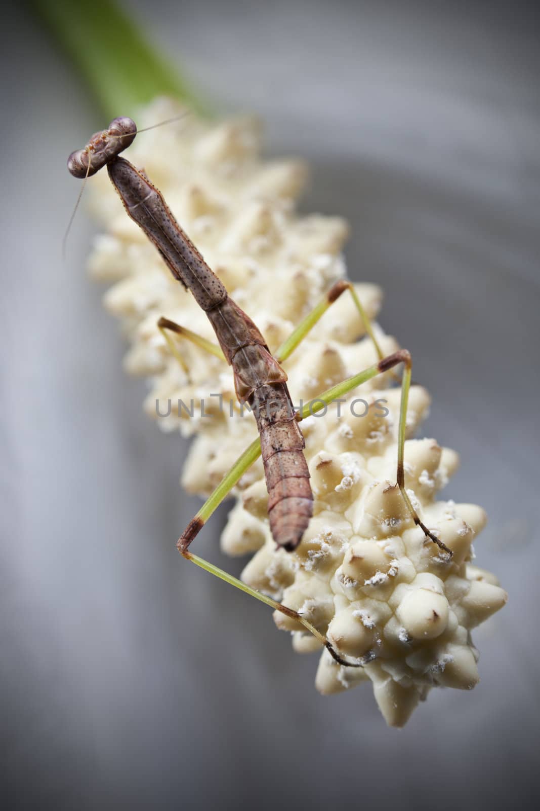 A macro shot of a praying mantis in the inside of a flower.