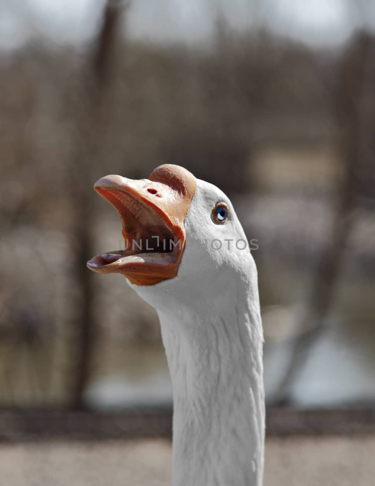 A close up shot of a goose hissing at the camera.