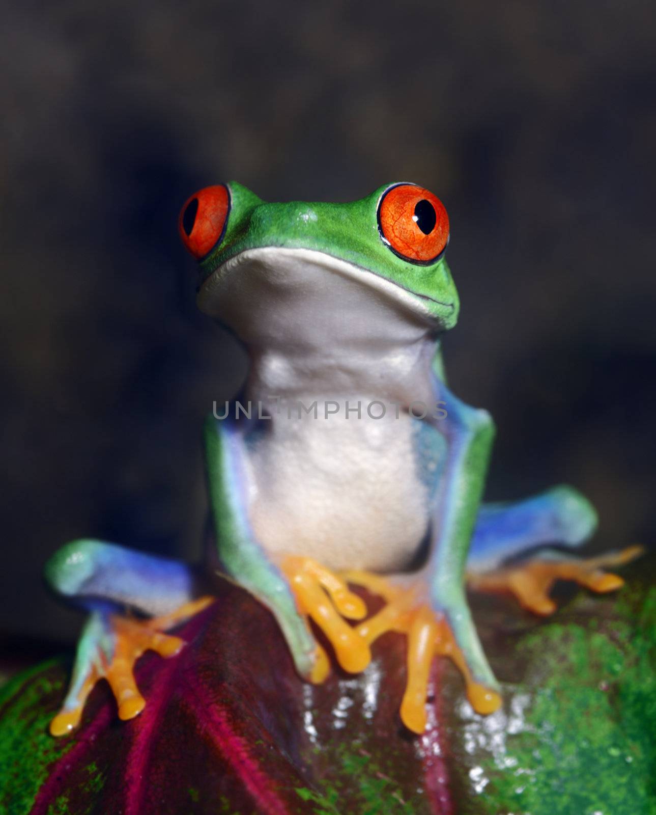 An macro shot of a Red-Eyed Tree Frog (Agalychnis callidryas) in its tropical environment.