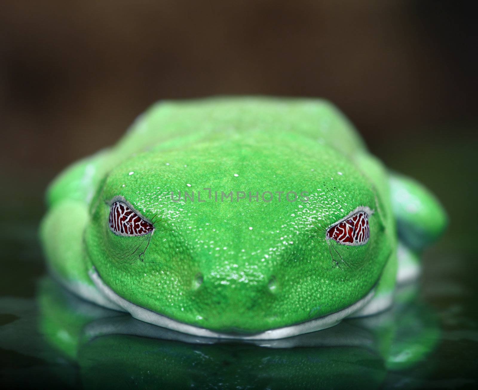 An macro shot of a Red-Eyed Tree Frog's (Agalychnis callidryas) fascinating eyes while it sleeps.