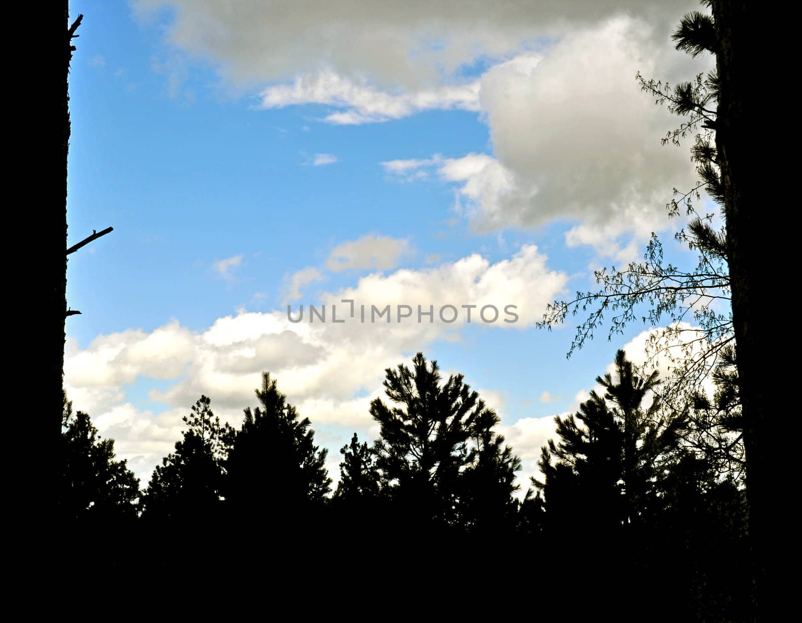 Black Hills South Dakota-1-18 by RefocusPhoto