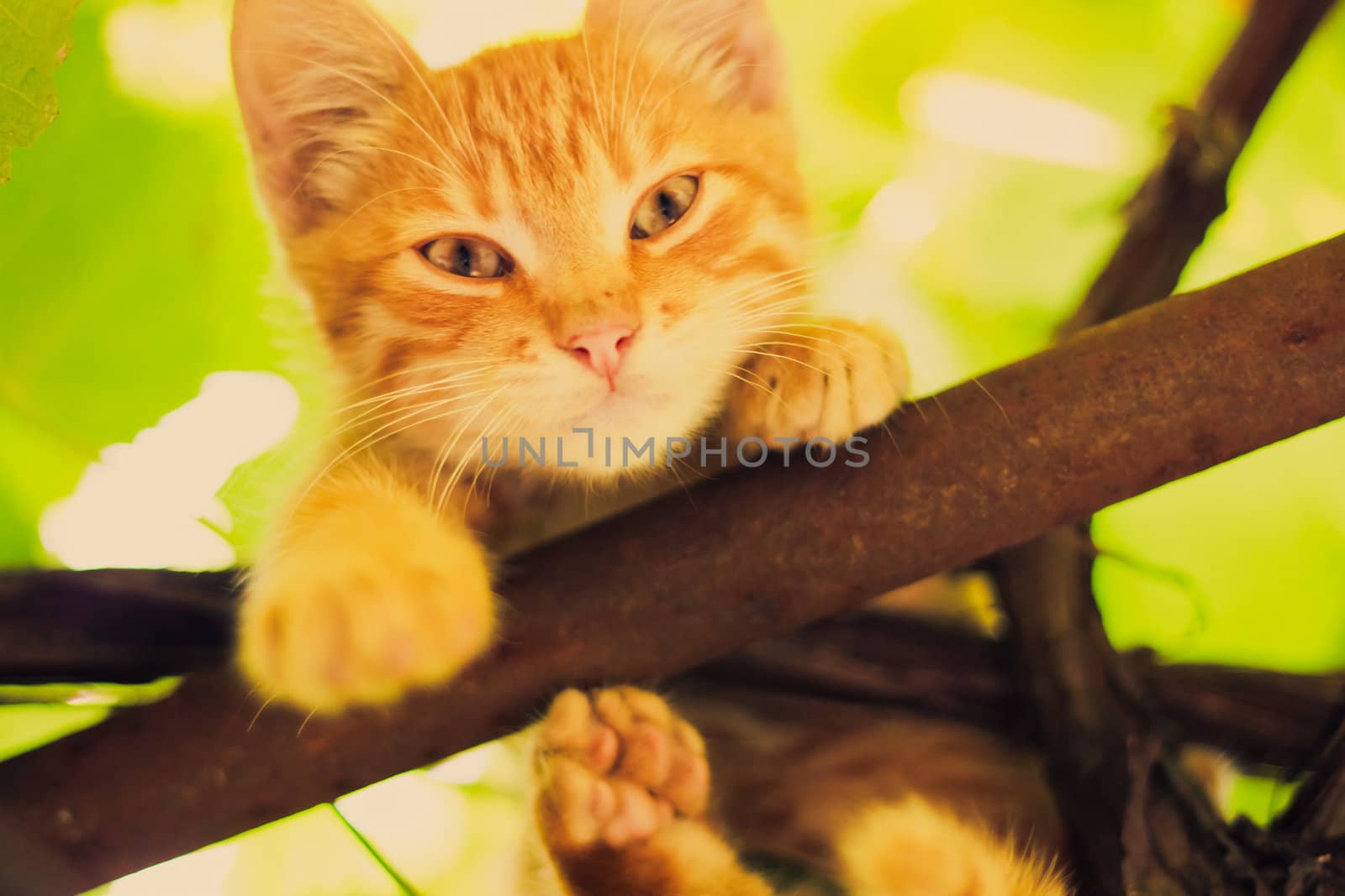 Young kitten sitting on branch outdoor shot at sunny day