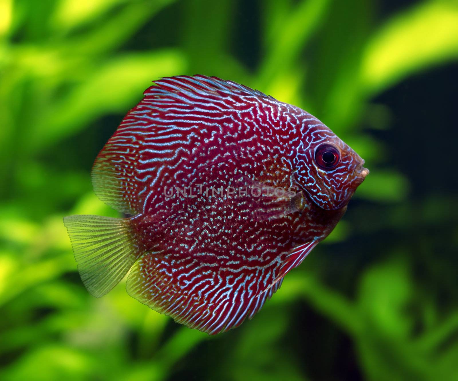 A colorful close up shot of a Snakeskin Discus Fish (Symphysodon aequifasciatus).