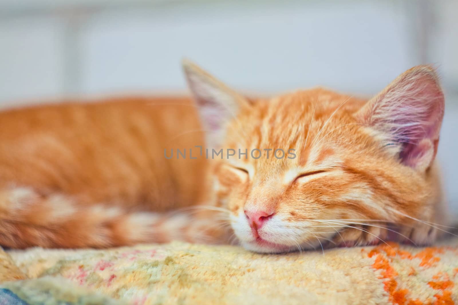 Young kitten sleeping outdoor shot at sunny day