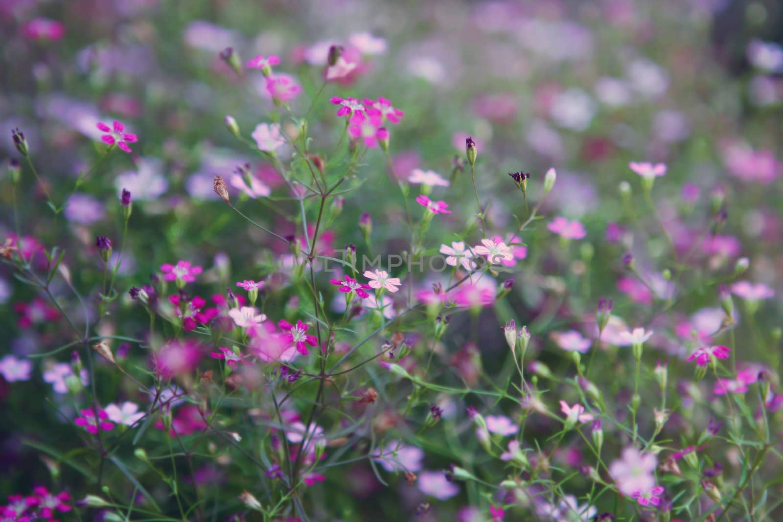 Small wildflowers by cococinema