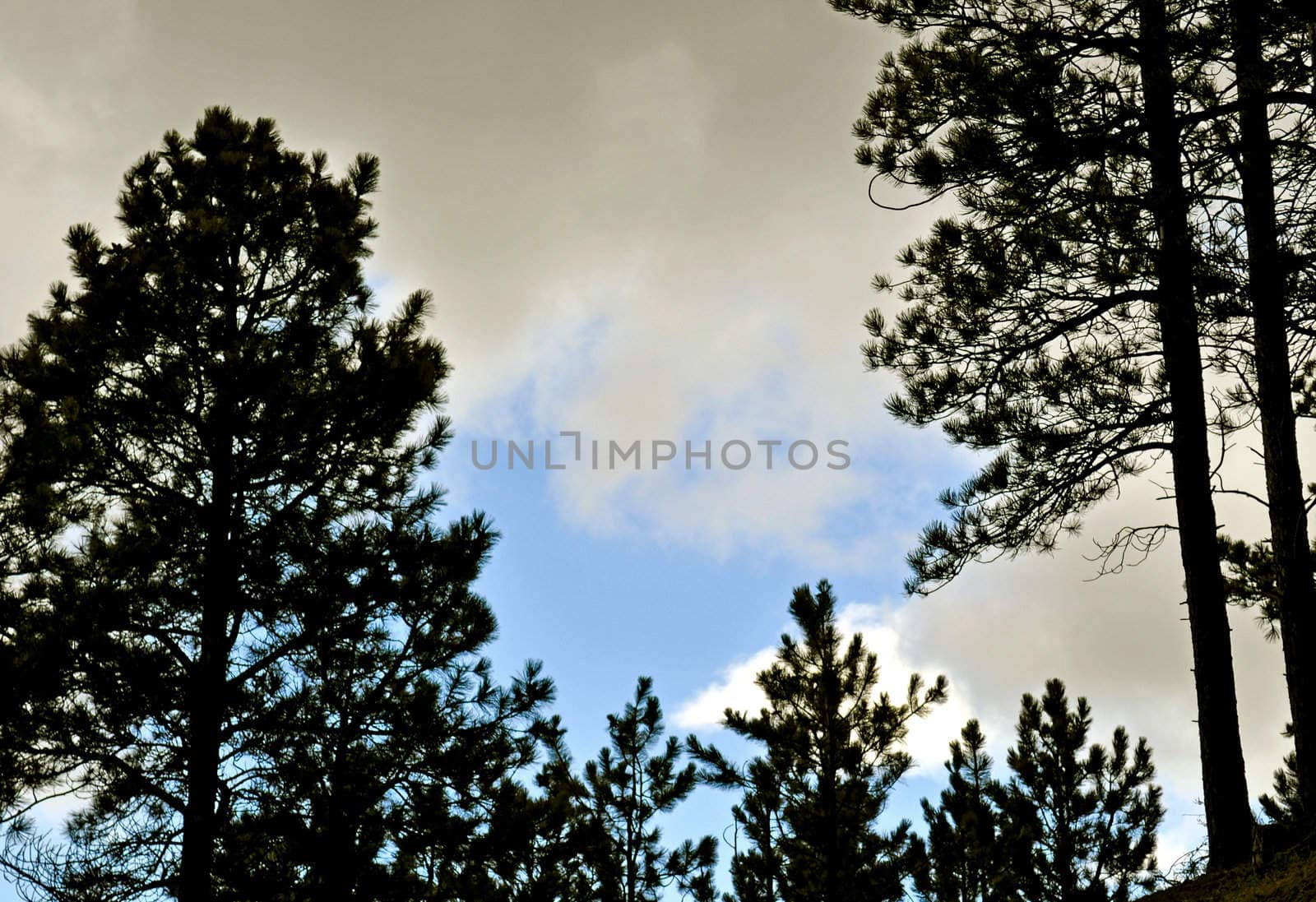 Black Hills South Dakota