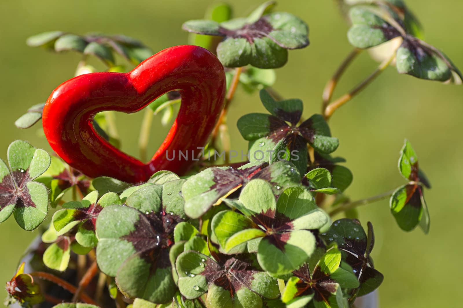 Four leaf clover with a red heart for Valentine or St, Patrick's day - horizontal