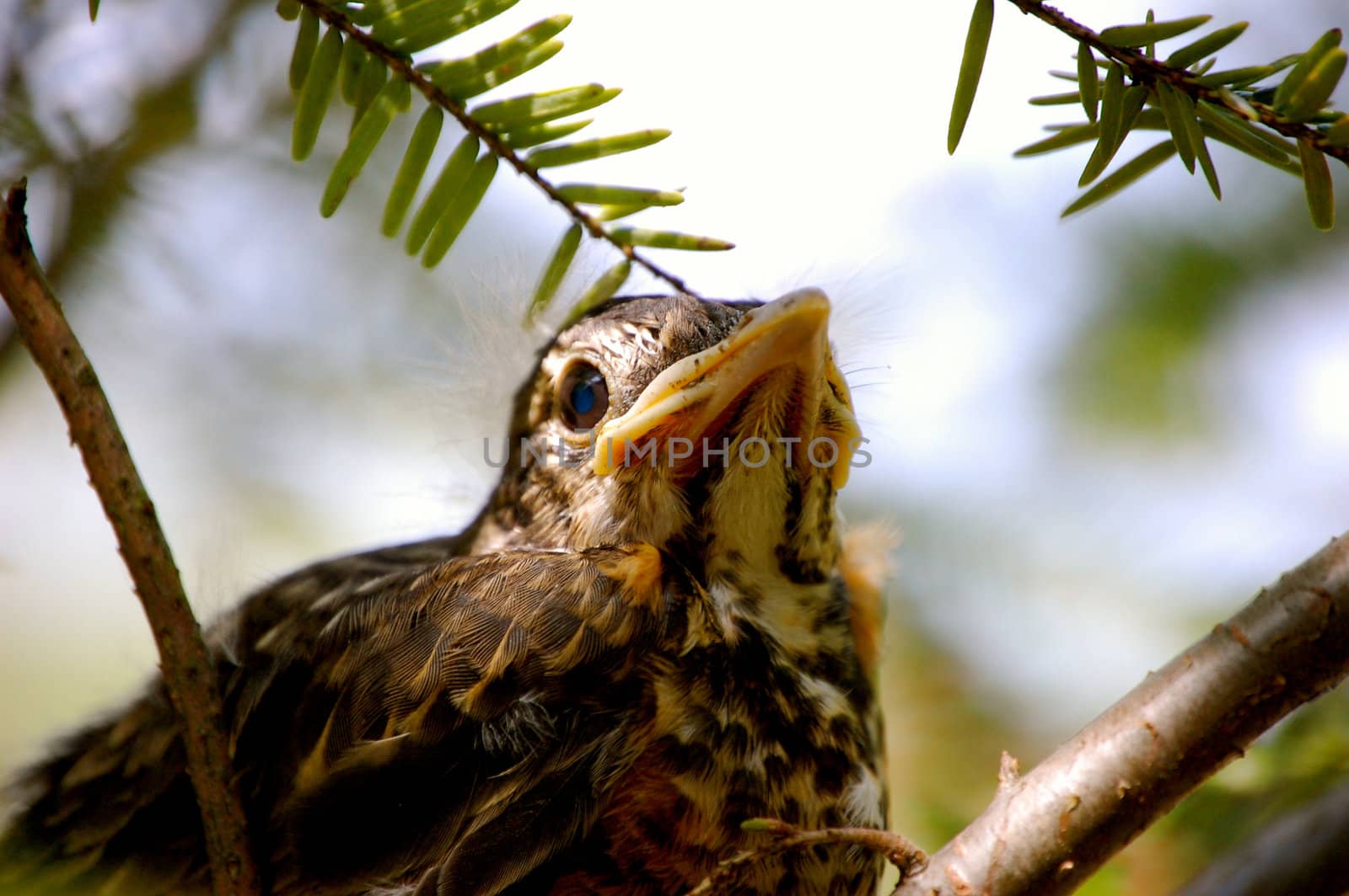 Close up of baby bird