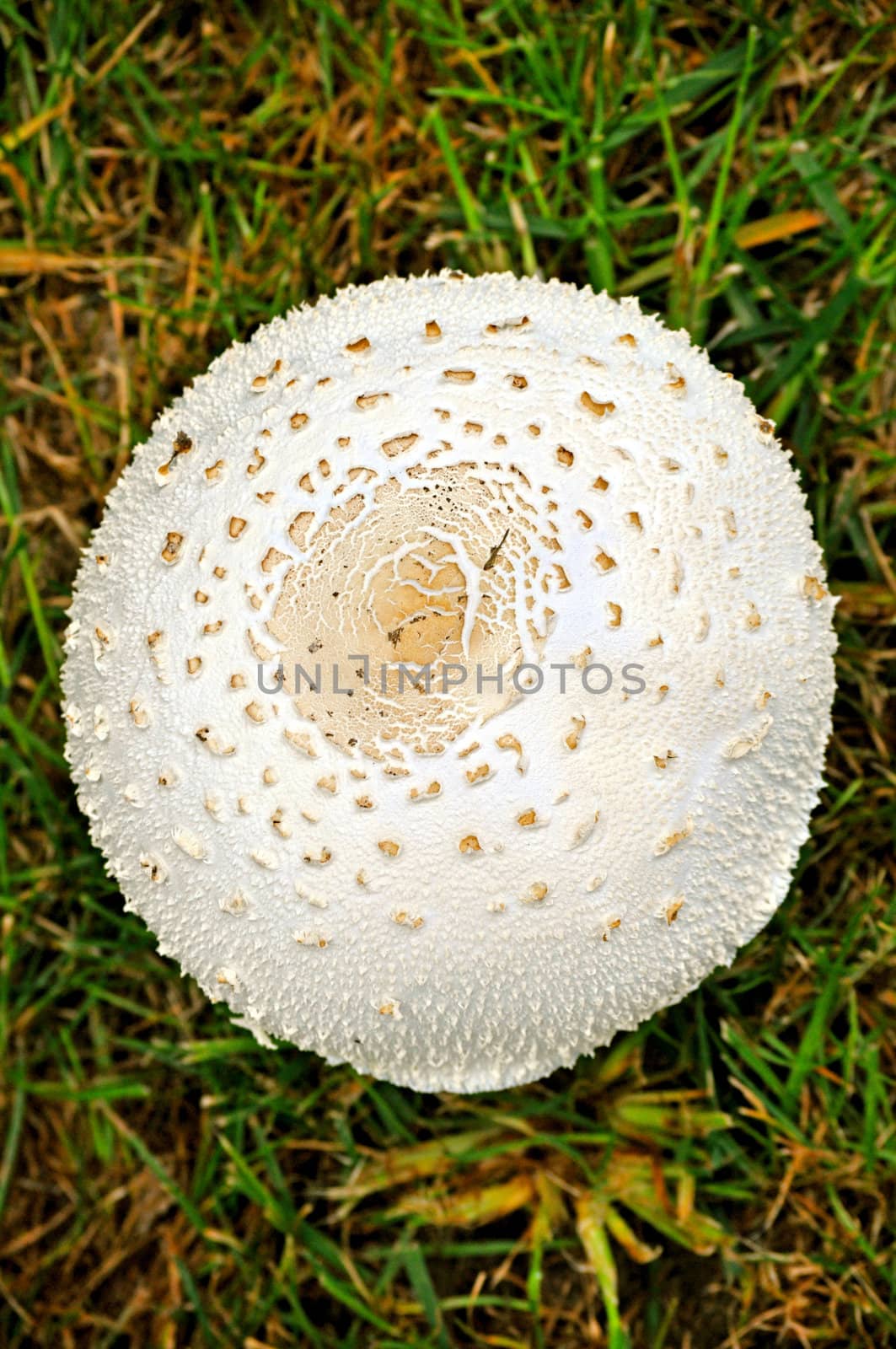 Mushroom Cap-1 by RefocusPhoto