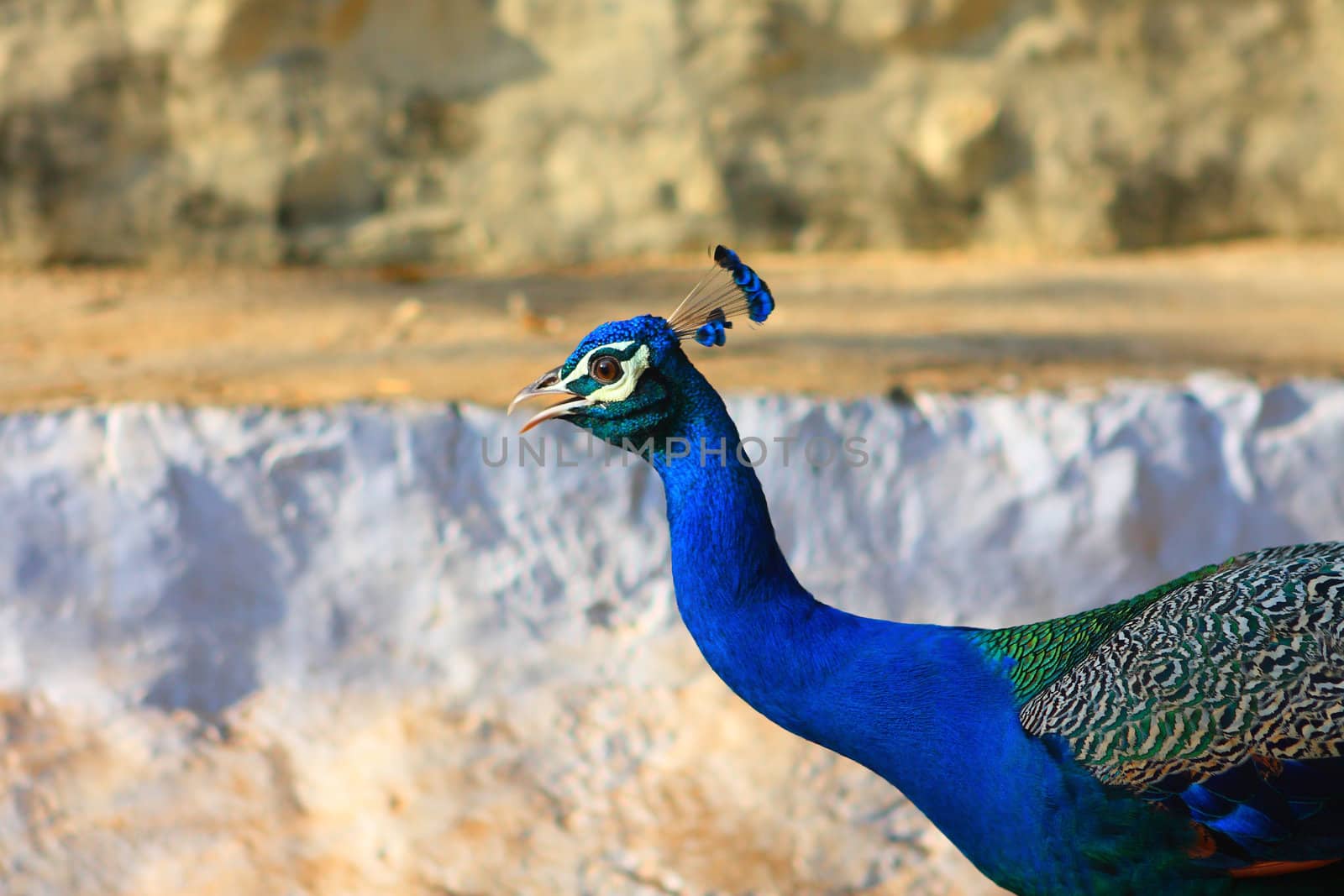Blue Bird Indian Peafowl by cococinema