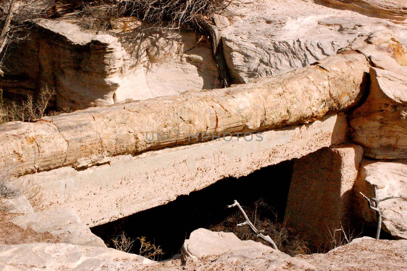 Petrified Forest - Agate Bridge