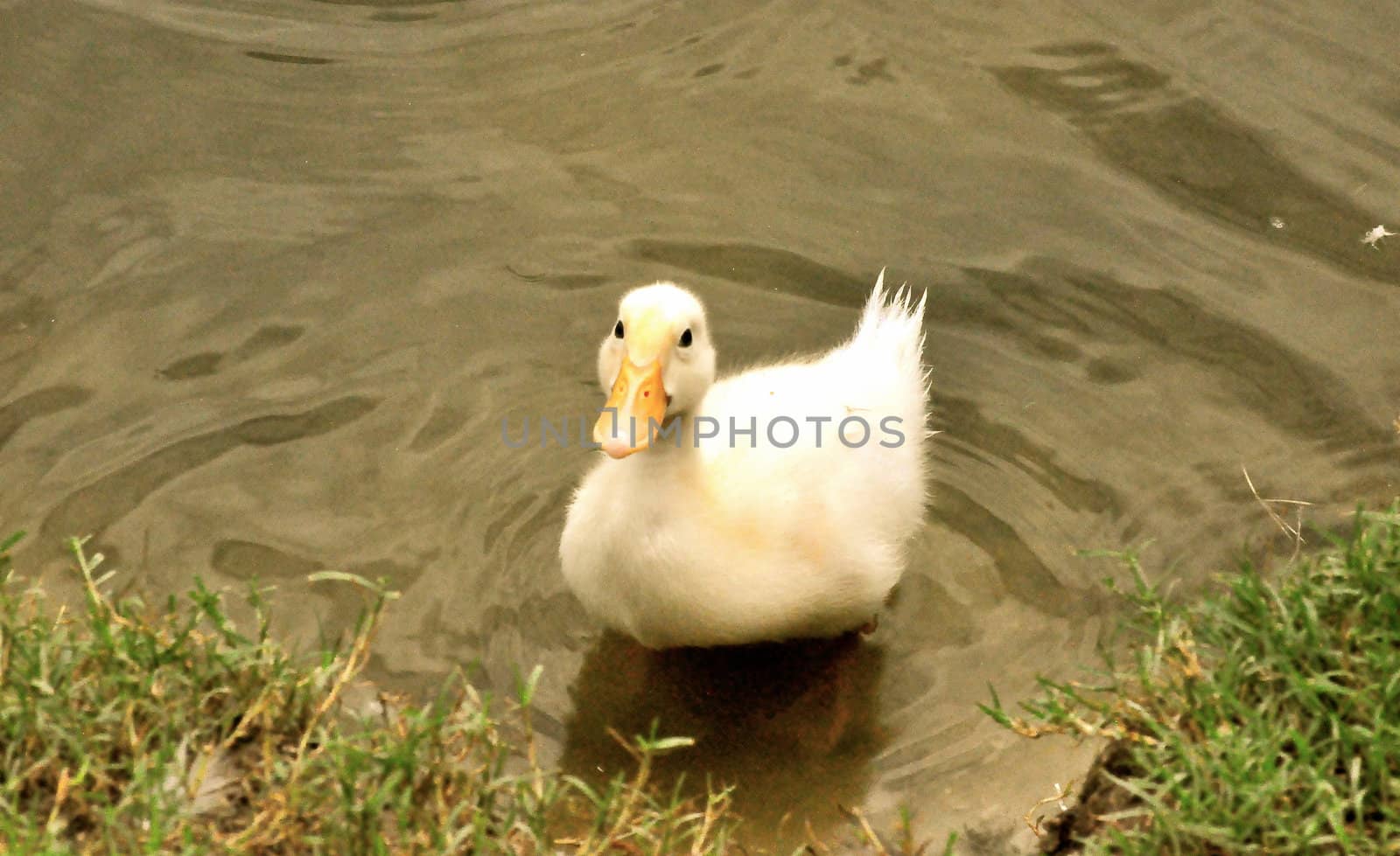 Yellow Duck on the Bank