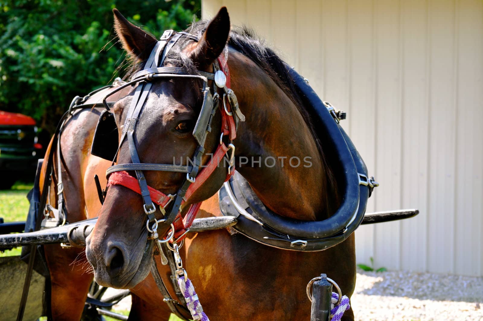 Horse on tether by RefocusPhoto