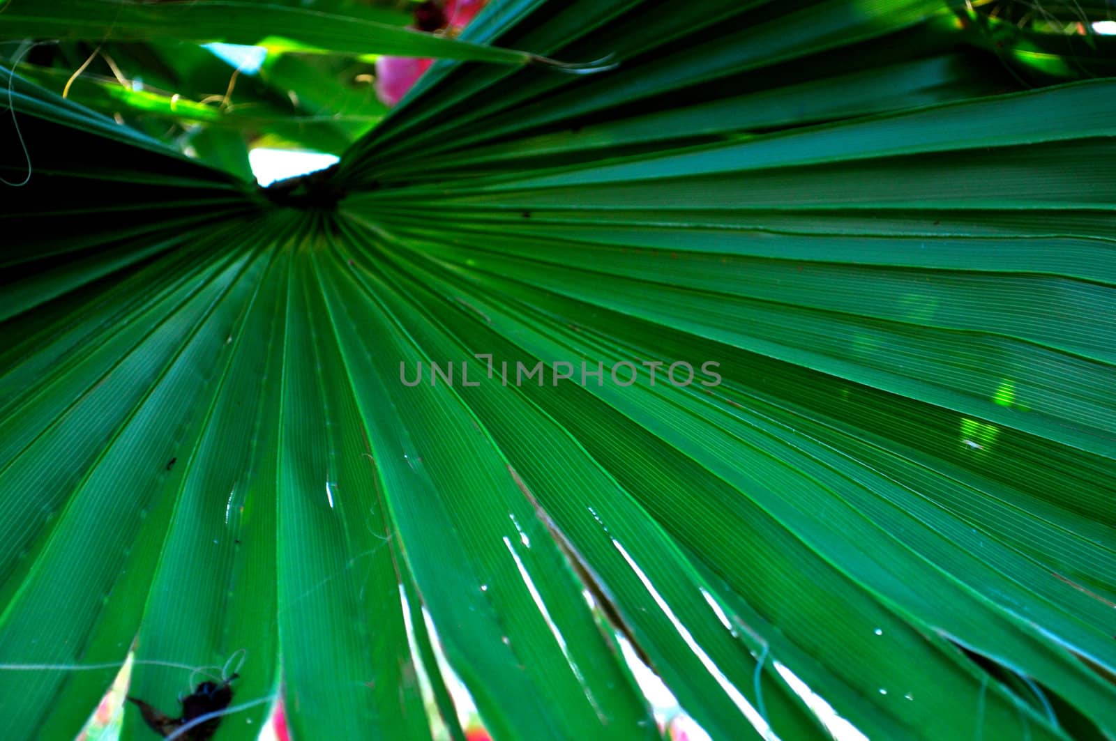 Palmetto Frond by RefocusPhoto
