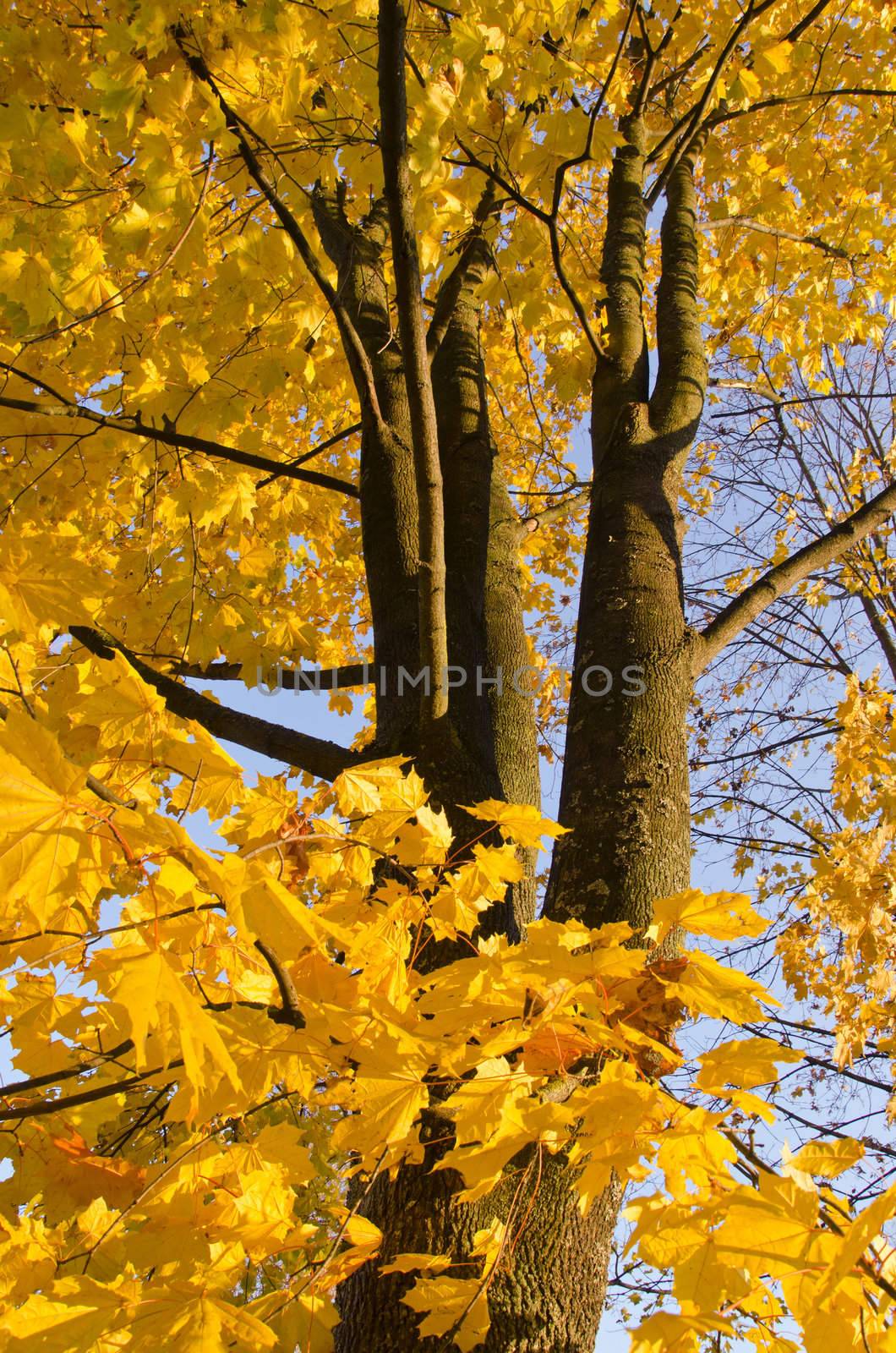 Autumn maple leaves and trunk. Yellow background of colorful tree.