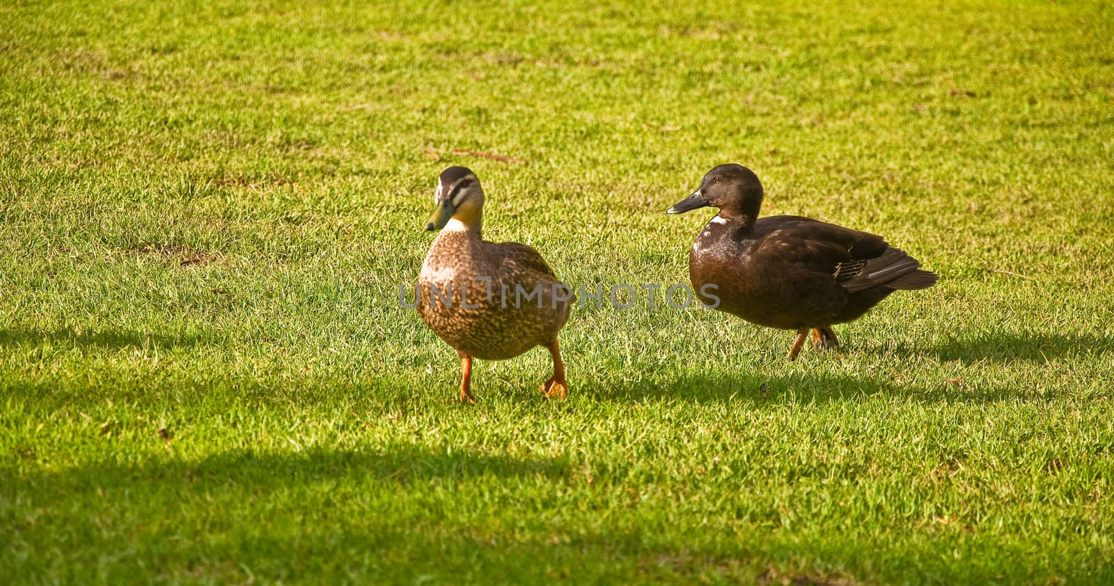 Black and grey ducks in a park in Adelaide, australia