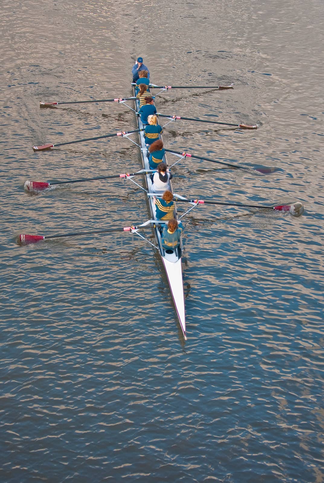 rowing training on the river downtown adelaide, south australia