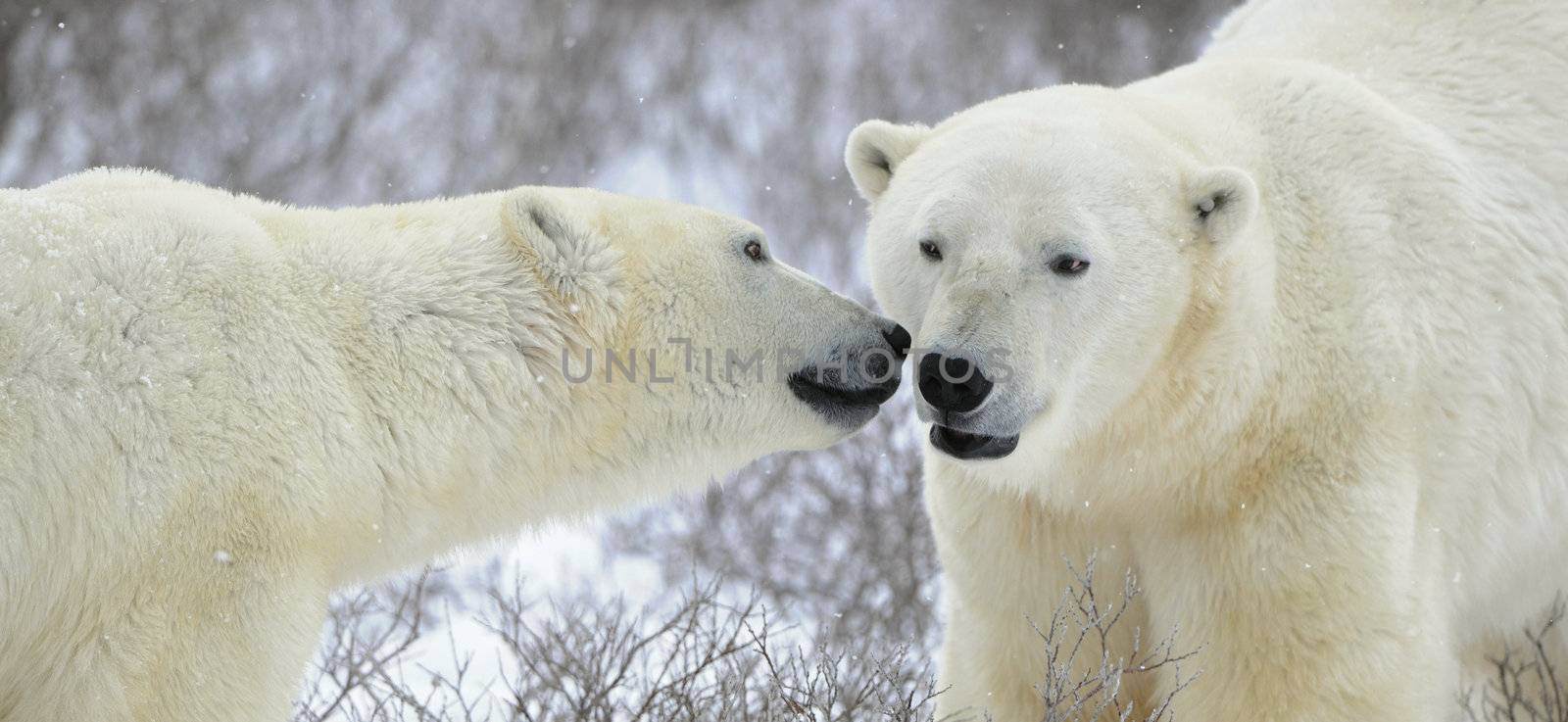 Two polar bears meeting on snow-covered tundra.