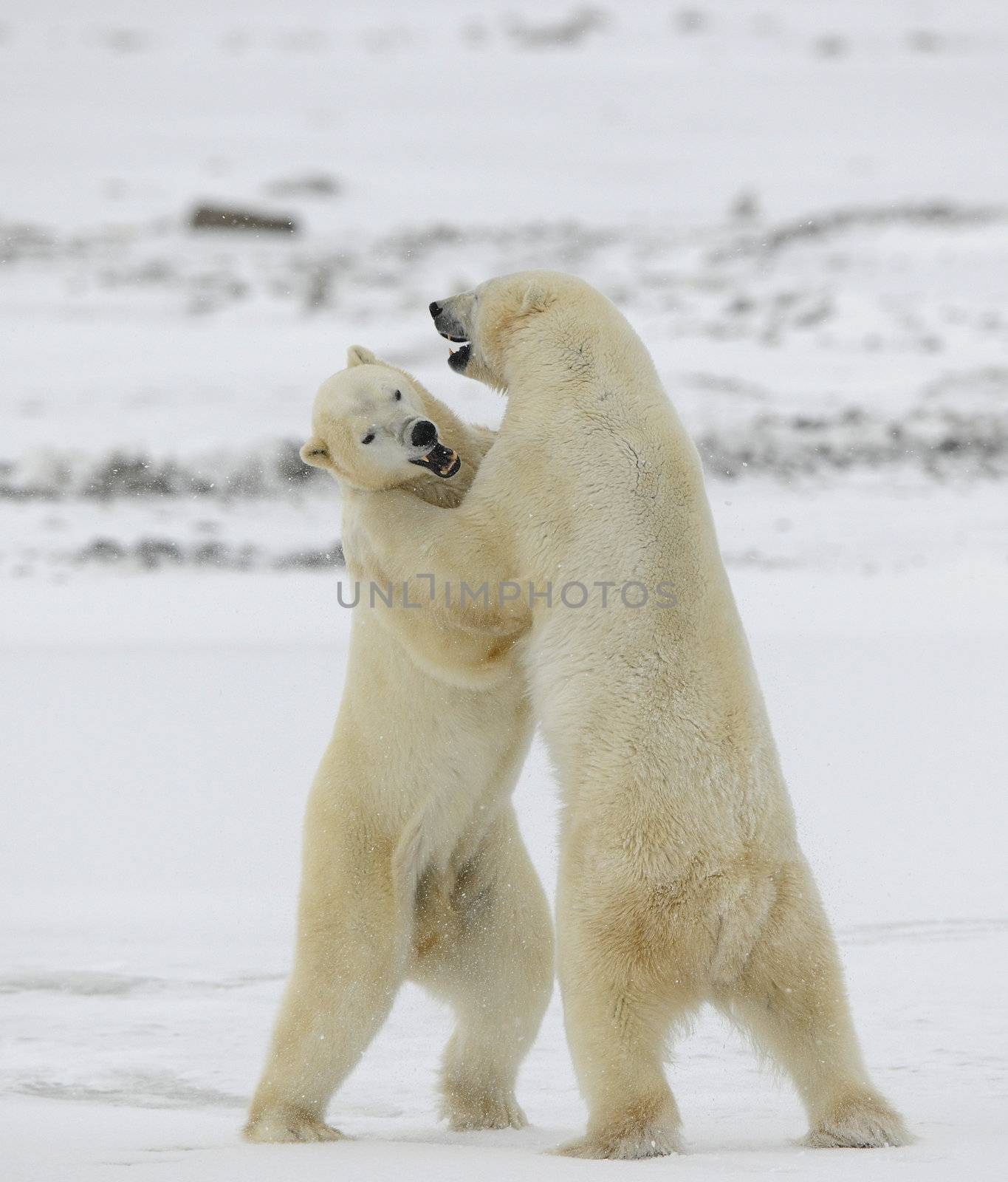 Fighting polar bears. by SURZ