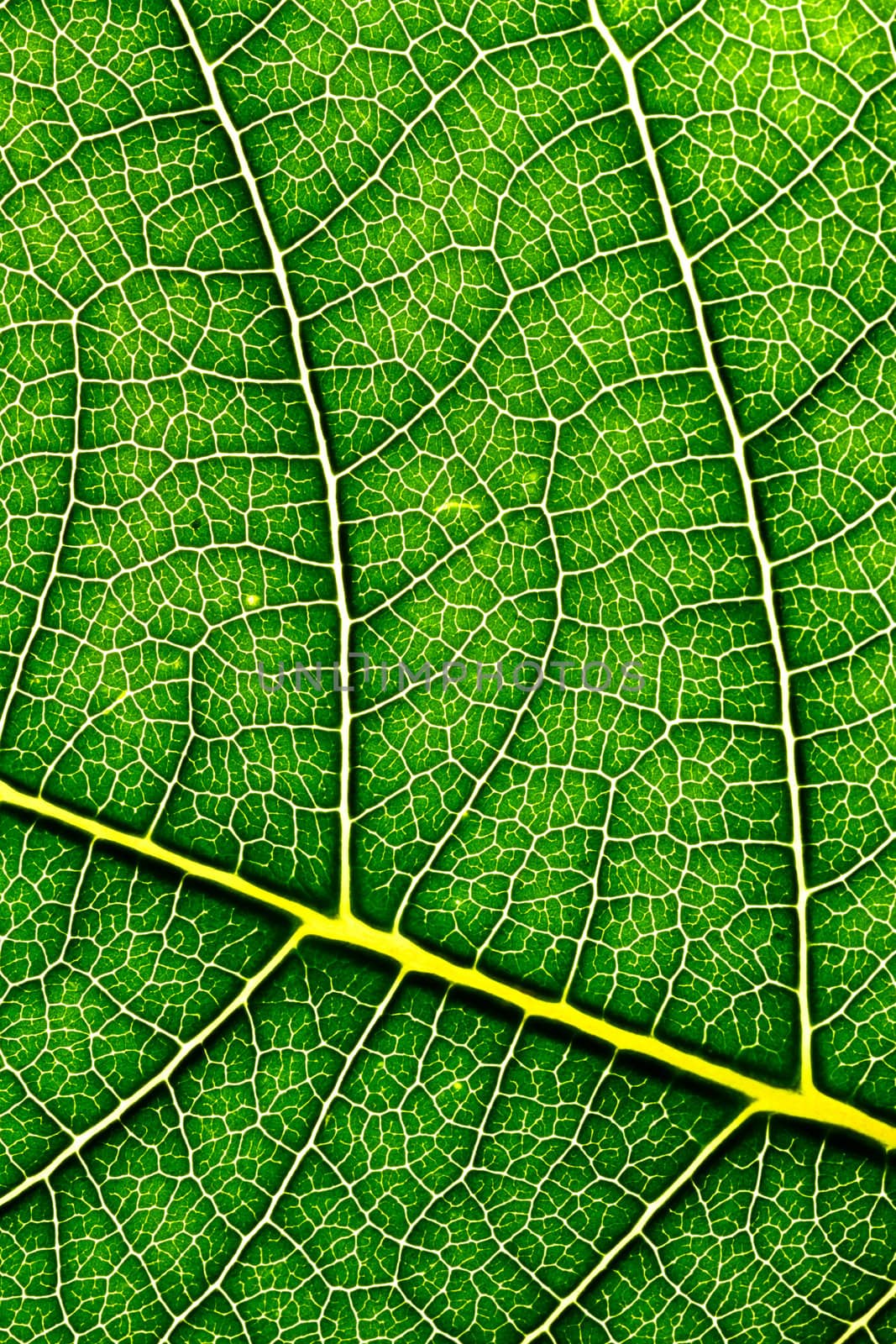 A macro of a leaf texture to back lighting