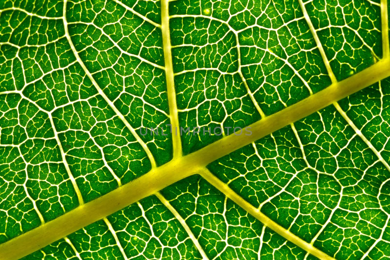 A macro of a leaf texture to back lighting
