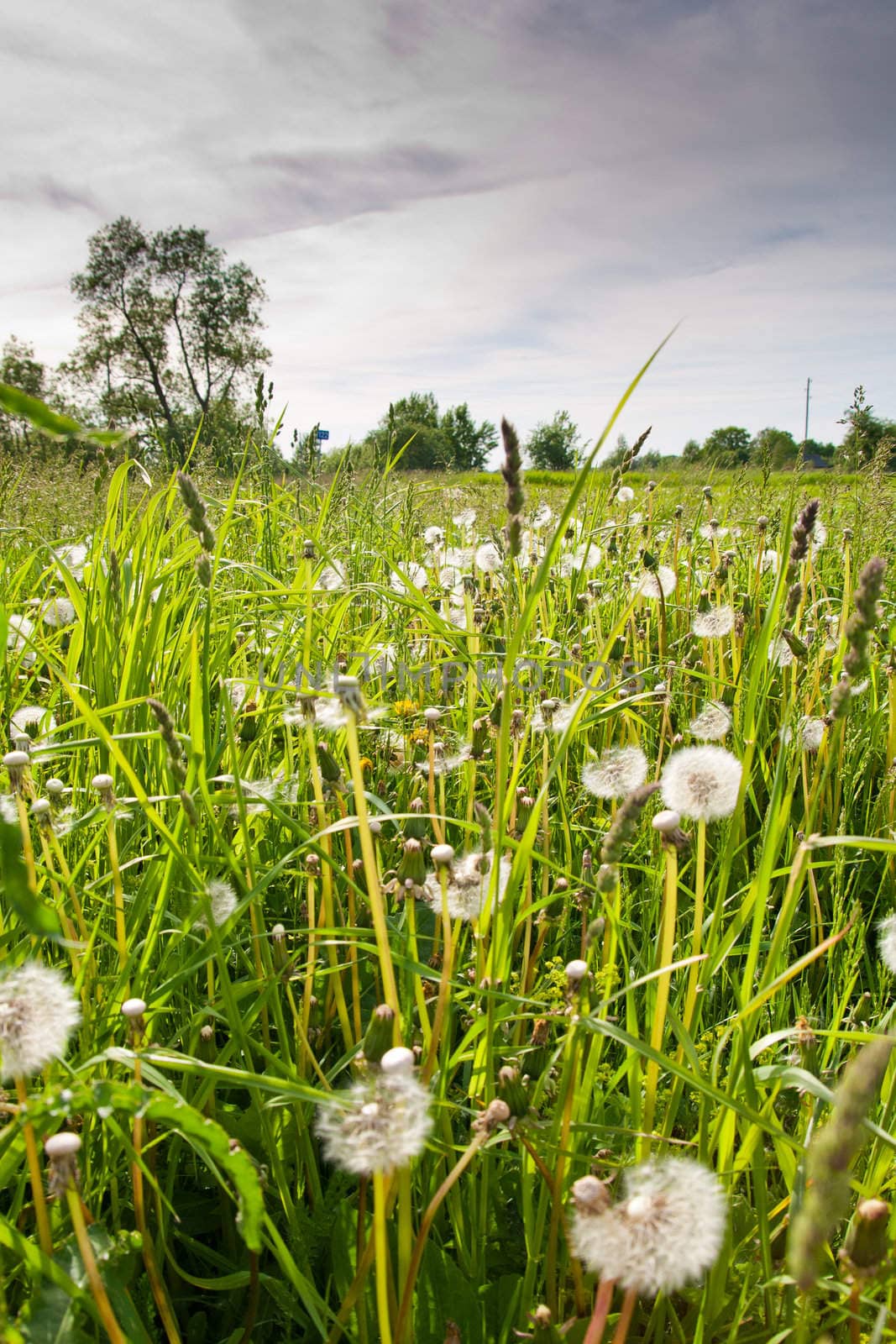 Evening in the summer field with dandelion