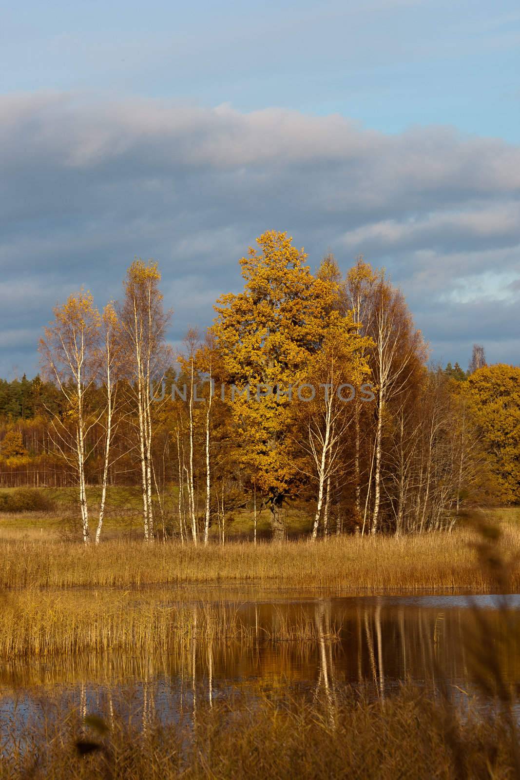 Autumnal lake in sunshine on forest background