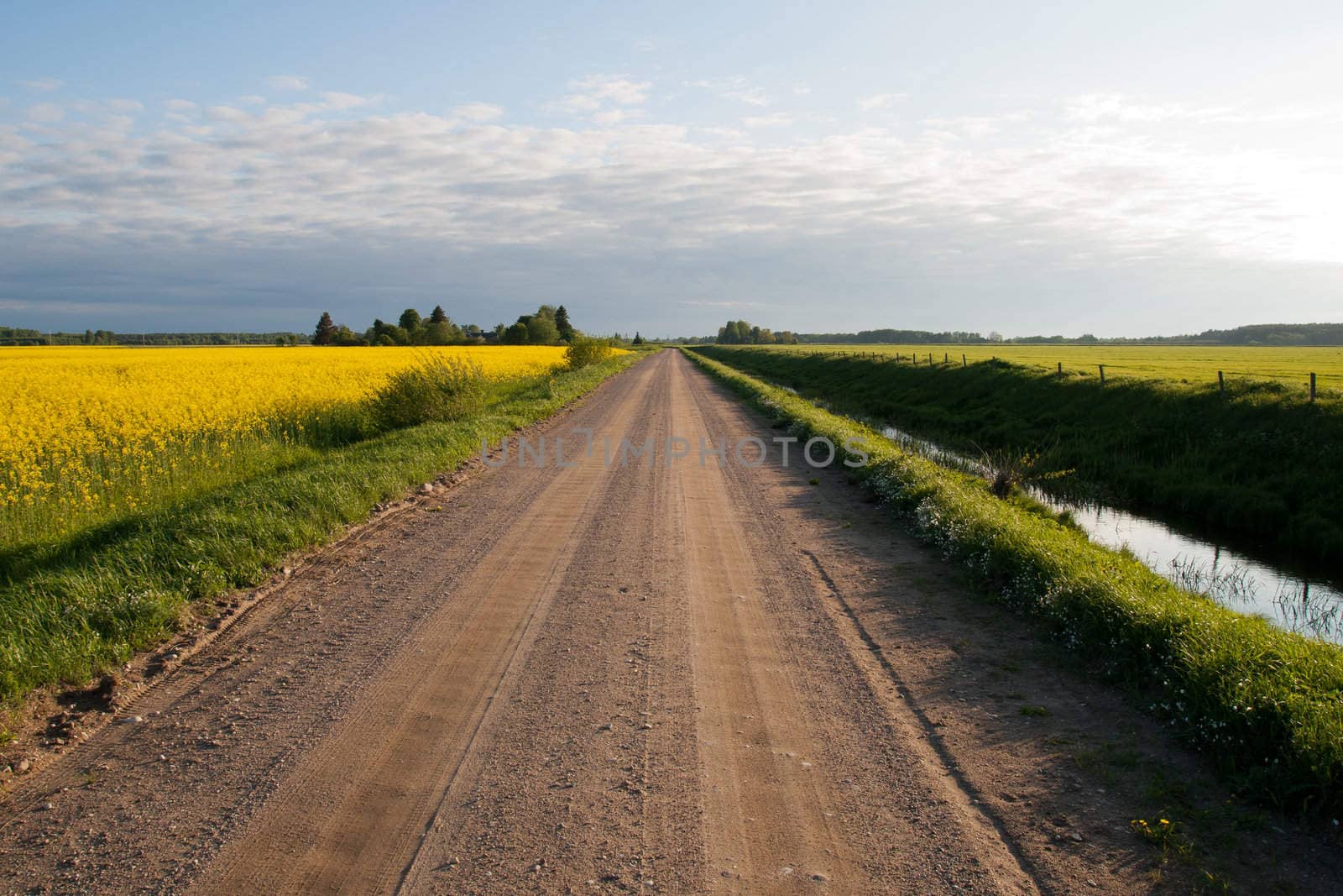 country road between green fields over clear sky. 