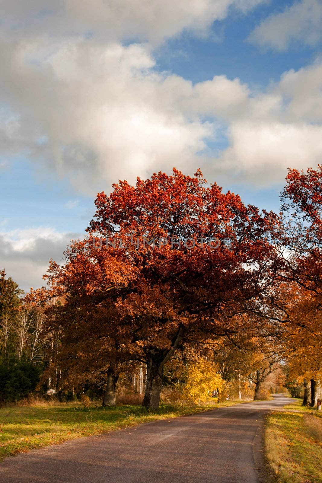 Rural road through the autumn tree alley