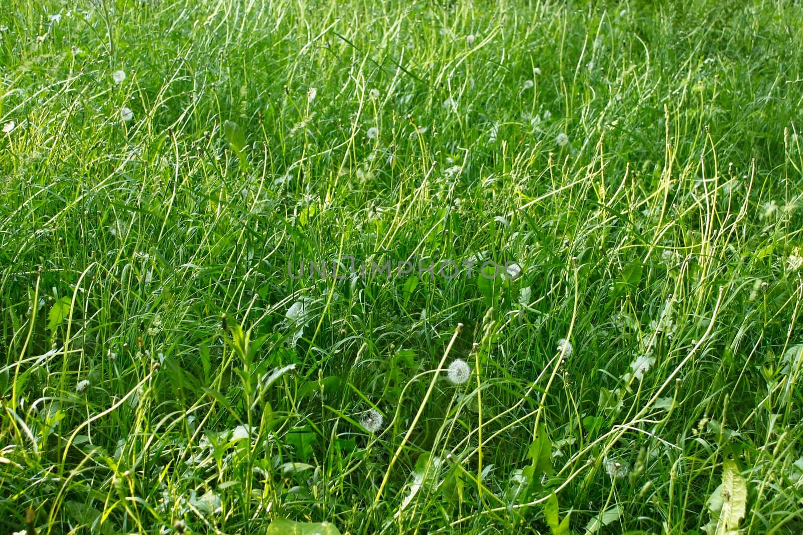 Dandelion plants and other meadow grasses in the late spring