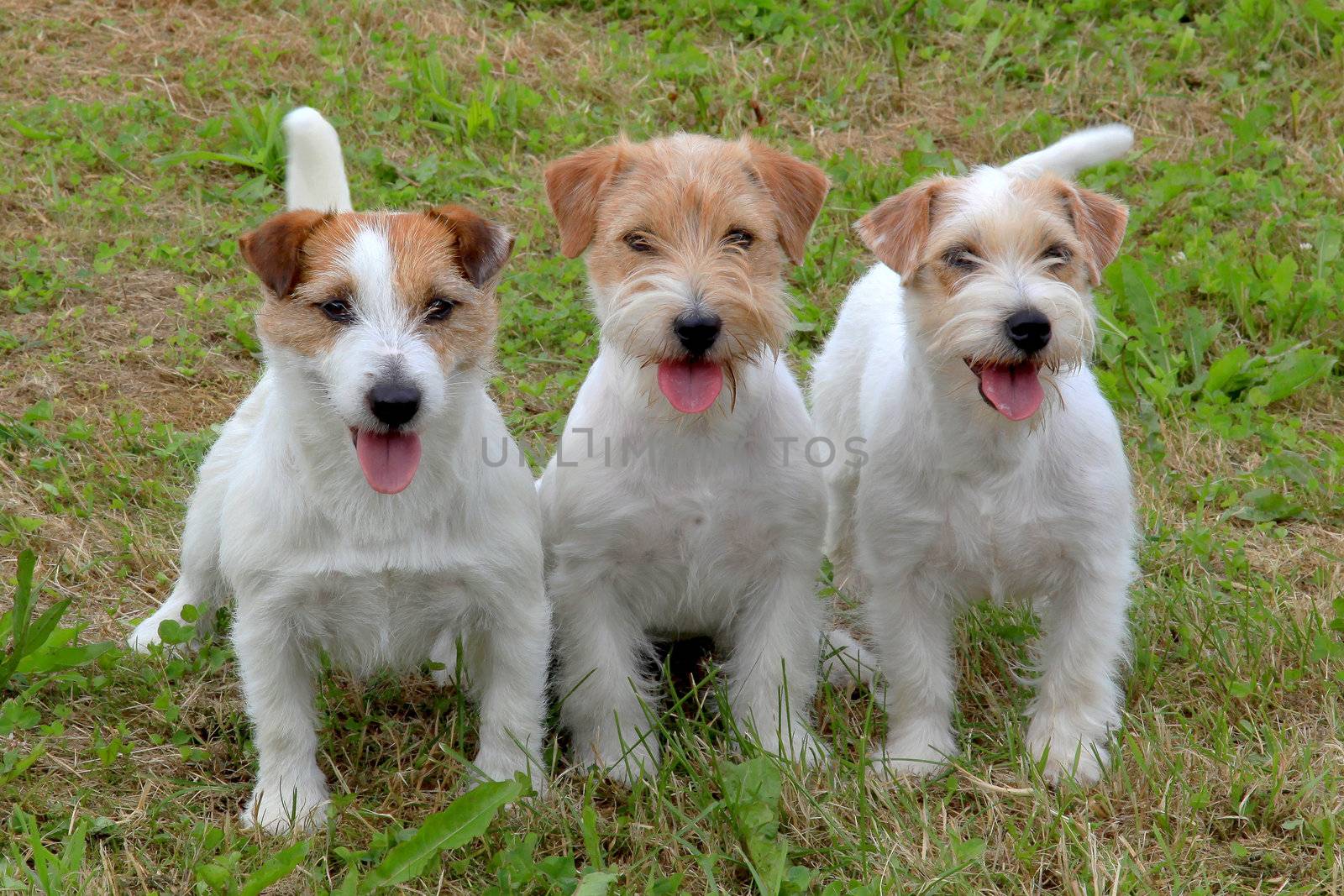 Group of funny three Jack Russell Terriers