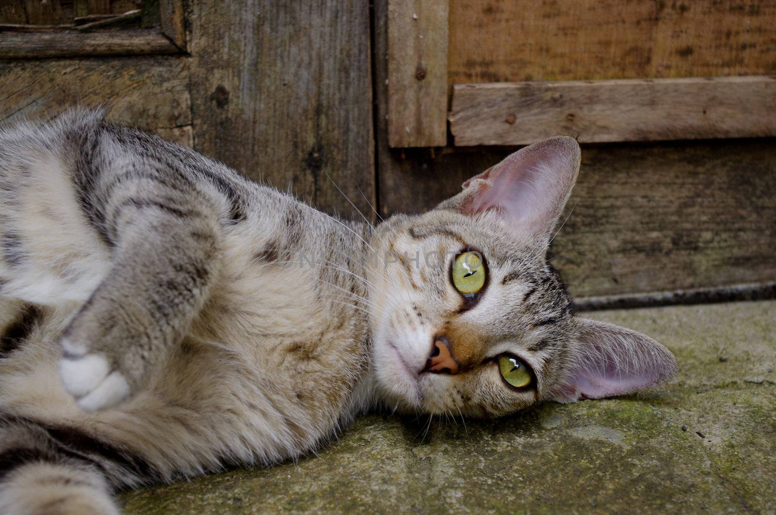 Cat lying outside in front of wooden door.